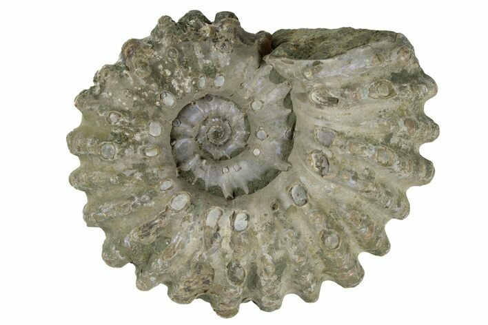 Bumpy Ammonite (Douvilleiceras) Fossil - Madagascar #247935